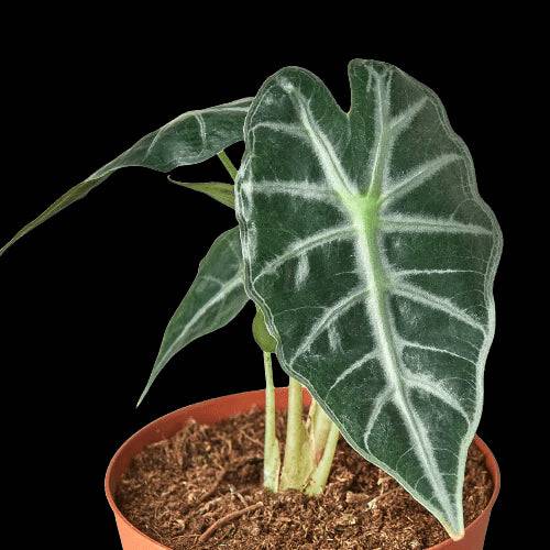 Alocasia Amazonica 'Bambino' - Plantonio