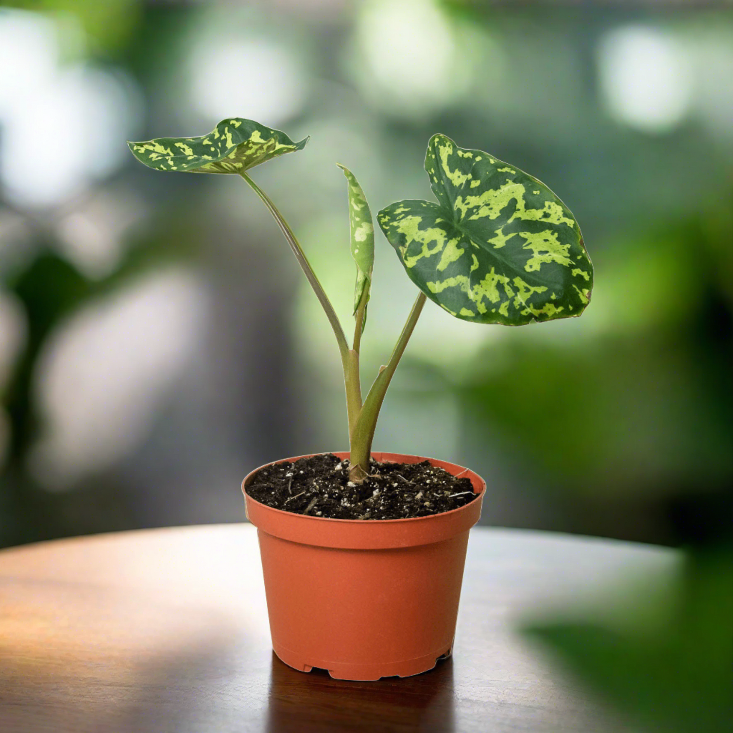 Alocasia 'Hilo Beauty' - Plantonio