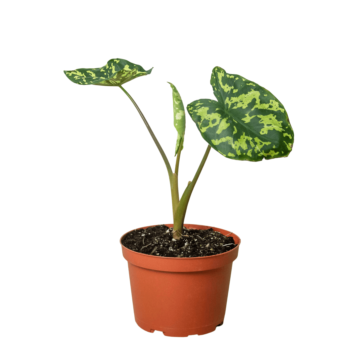 Alocasia 'Hilo Belleza' 