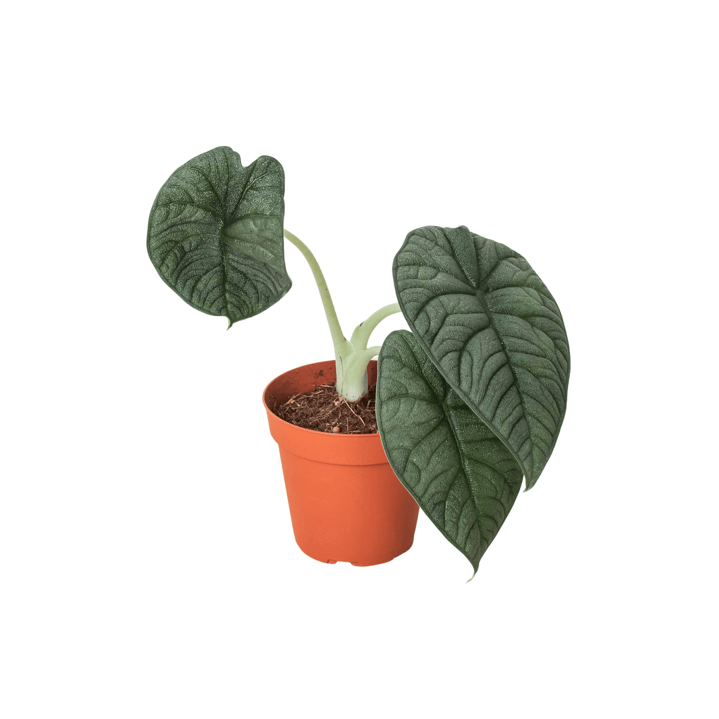 Alocasia 'Melo' - Plantonio