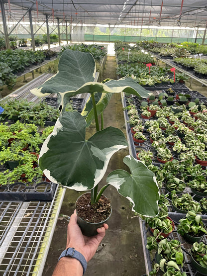 Alocasia 'Mickey Mouse' (Xanthosoma sagittifolium 'Variegatum Monstrosum') - Plantonio