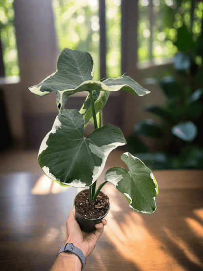 Alocasia 'Mickey Mouse' (Xanthosoma sagittifolium 'Variegatum Monstrosum') - Plantonio