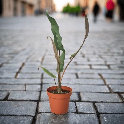 Alocasia 'Purple Sword' - Plantonio