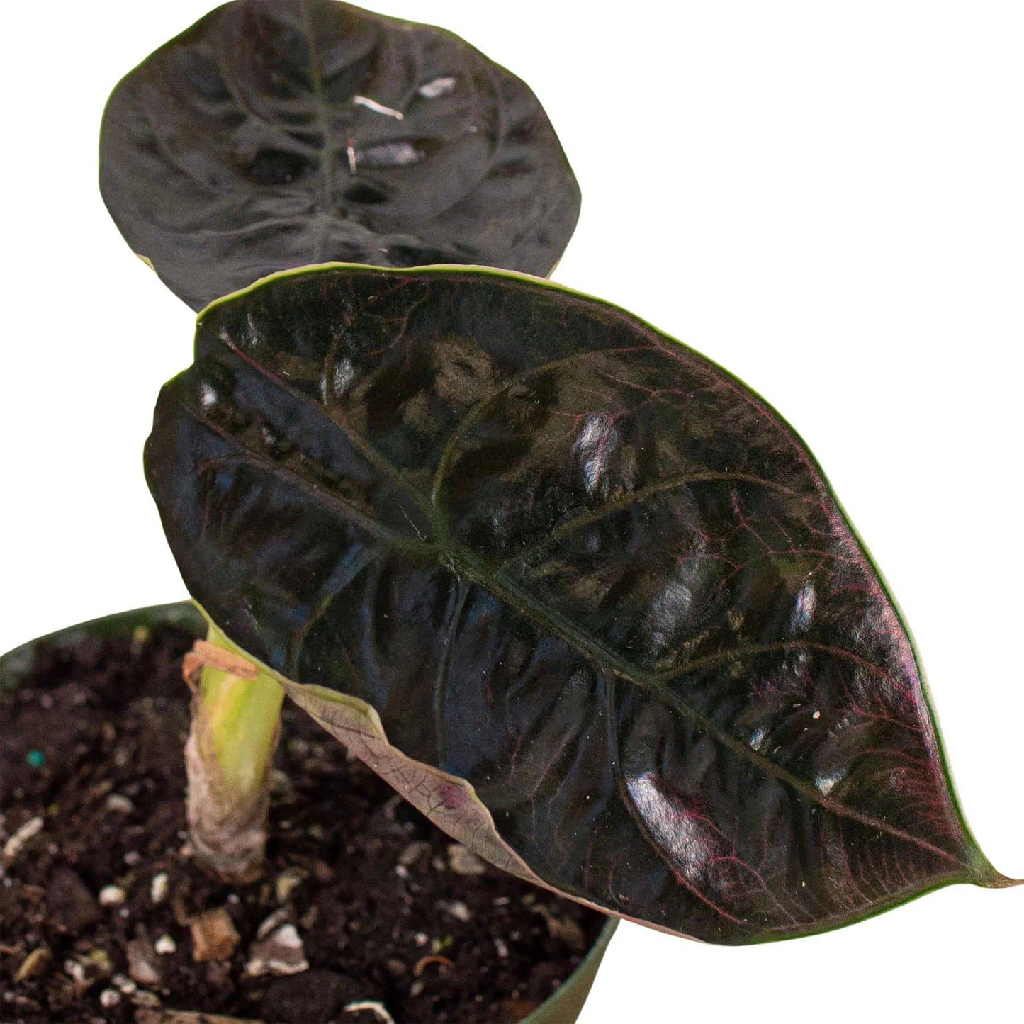 Alocasia 'Red Mambo' - 4" Pot - Plantonio