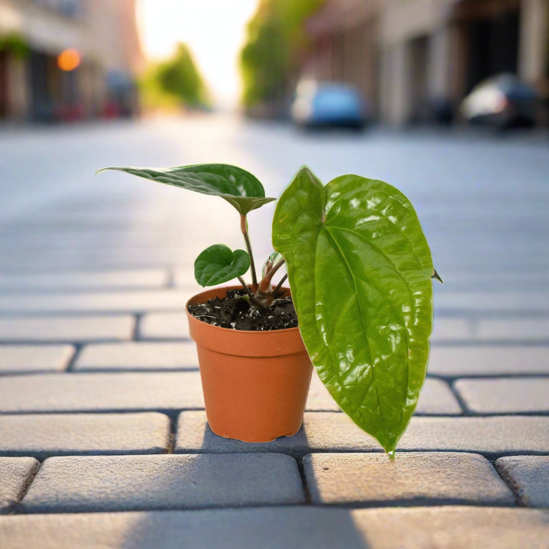 Anthurium 'Radicans x Luxurians' - Plantonio