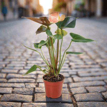 Anthurium Rainbow Champion - 4" Pot