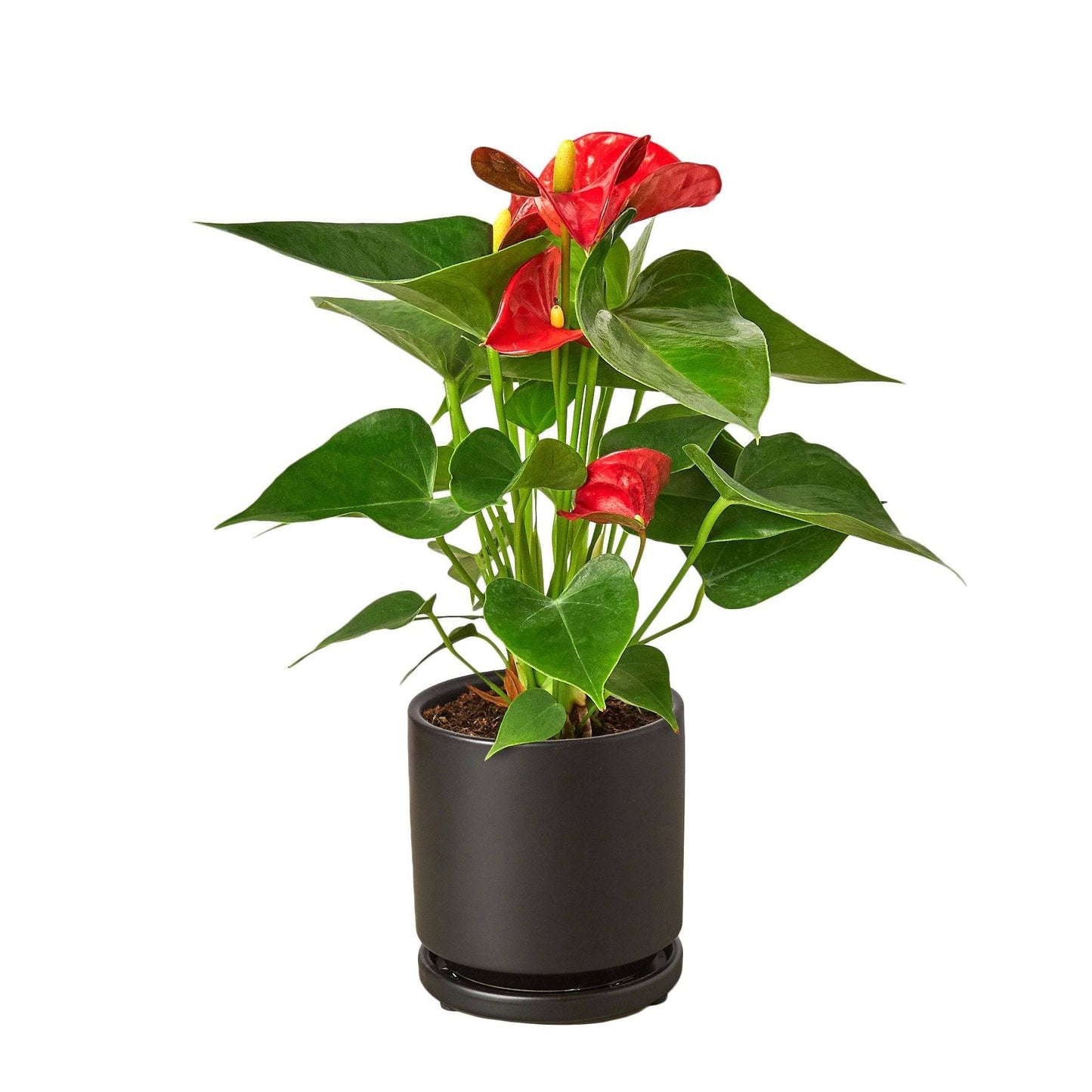 Anthurium 'Red' - Plantonio