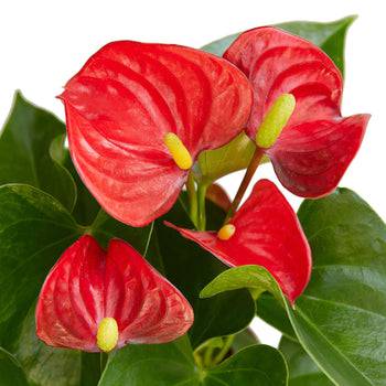 Anthurium 'Red' - Plantonio