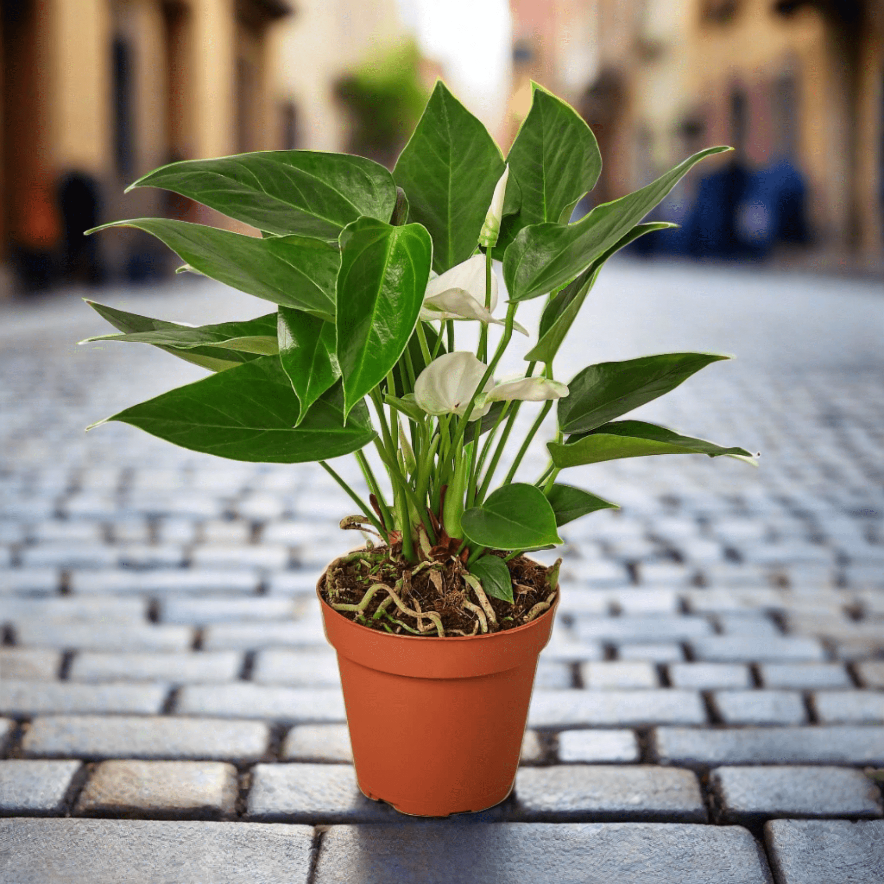 Anthurium 'White' - Plantonio