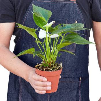 Anthurium 'White' - Plantonio