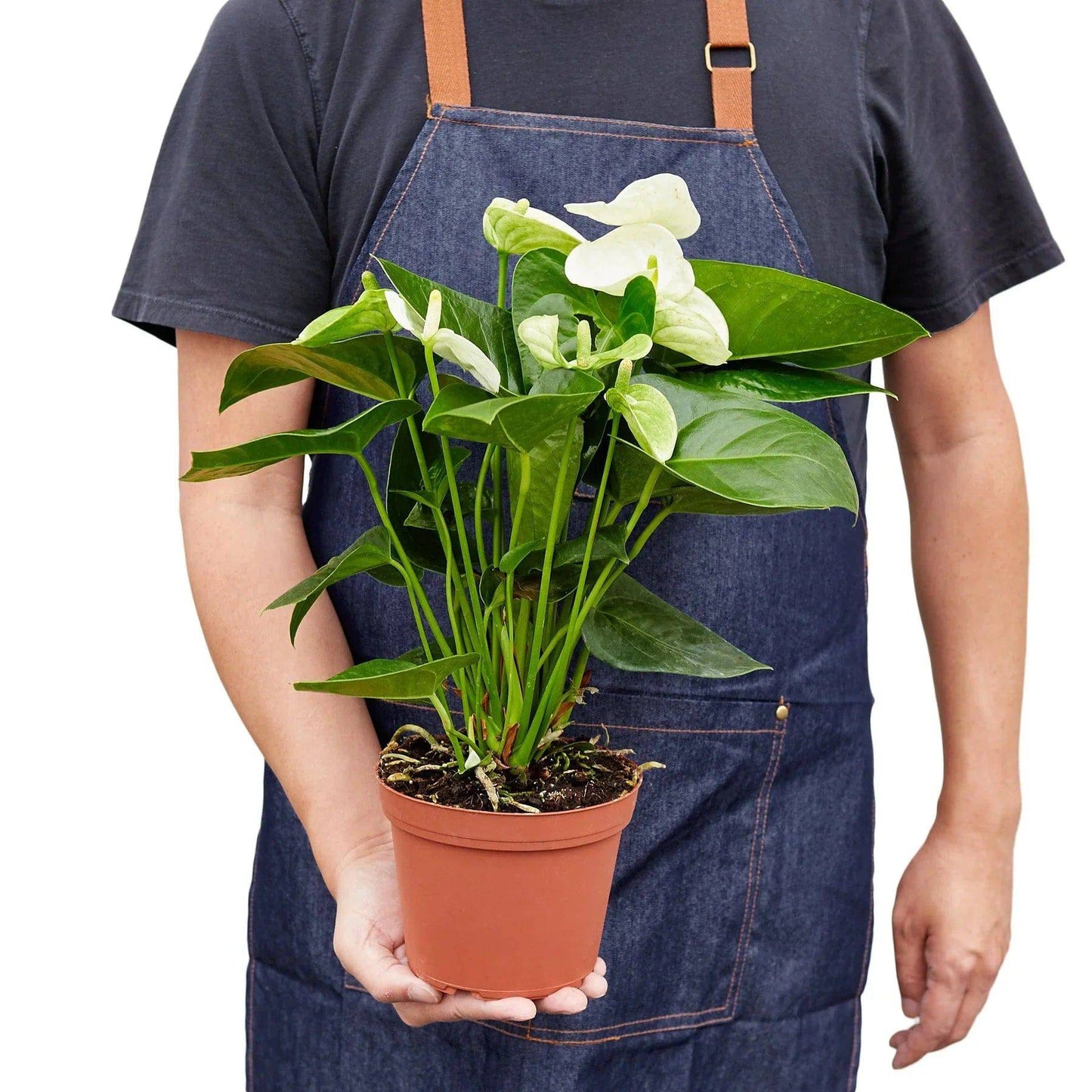 Anthurium 'White' - Plantonio