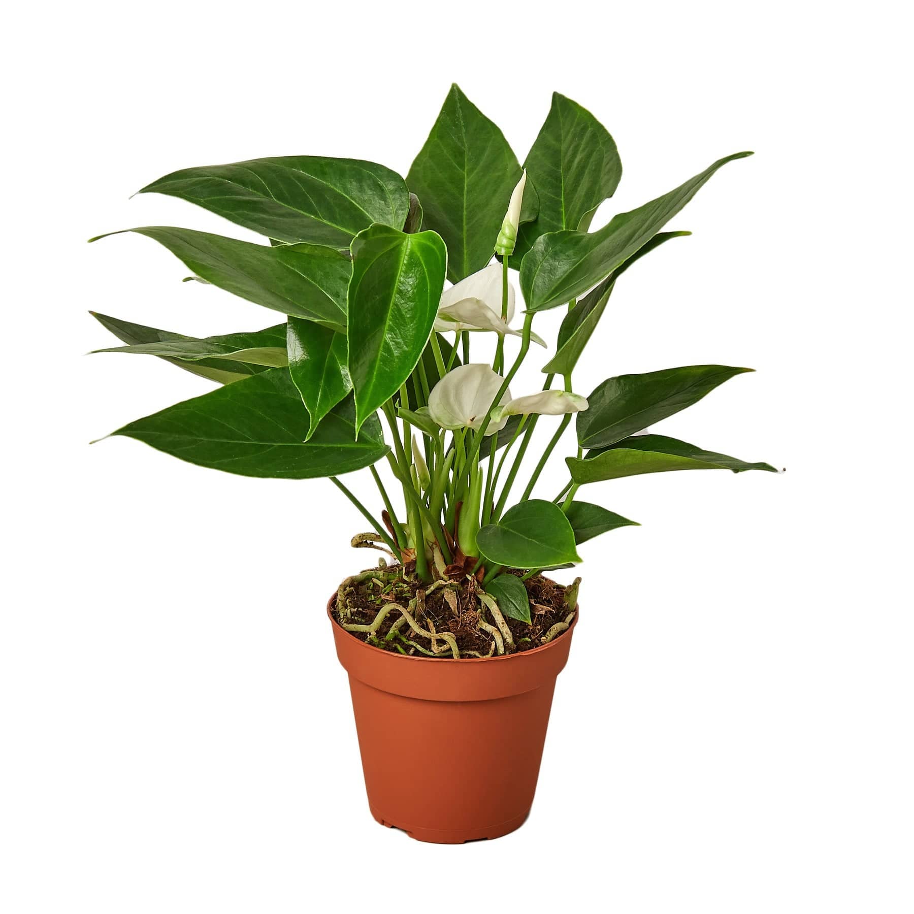 Anthurium 'White' - Plantonio