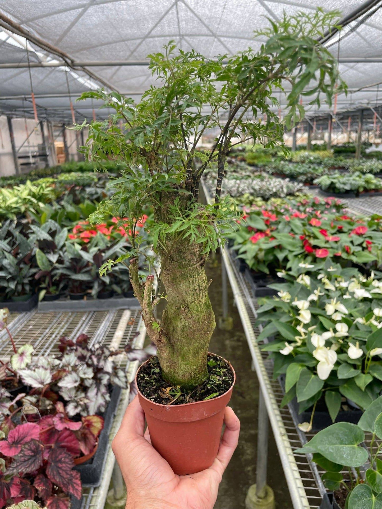 Aralia Ming Stump Plant - Plantonio