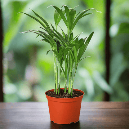 Areca Palm - Plantonio