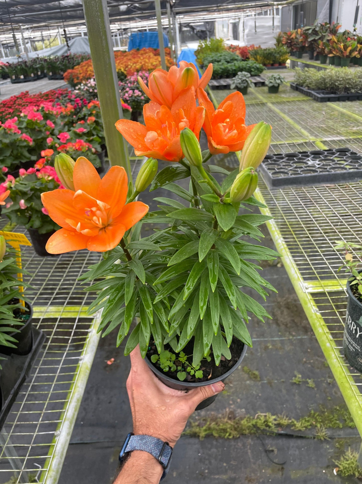 Asiatic liliy (Lilium) - Plantonio