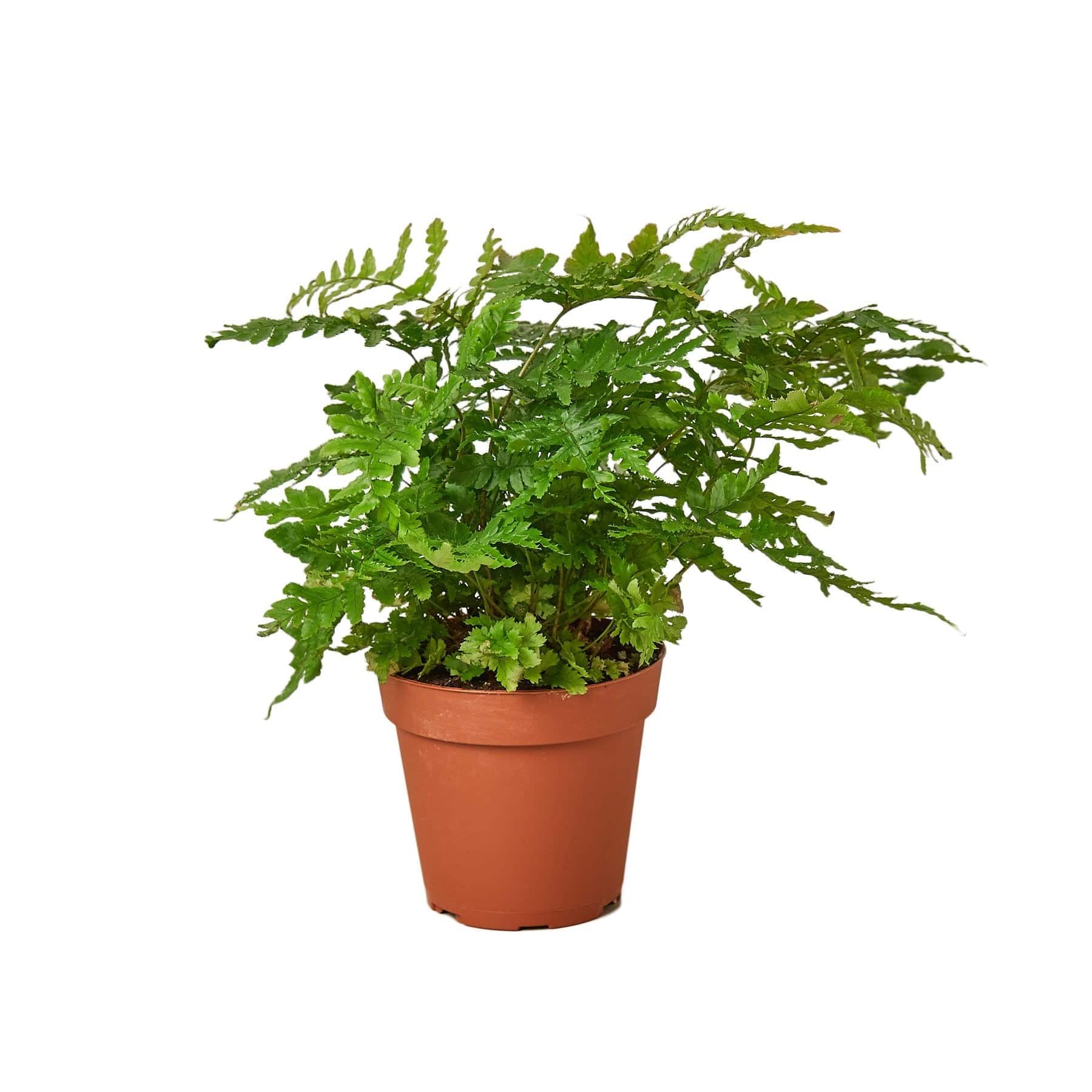 'Autumn' Fern Houseplant - Plantonio