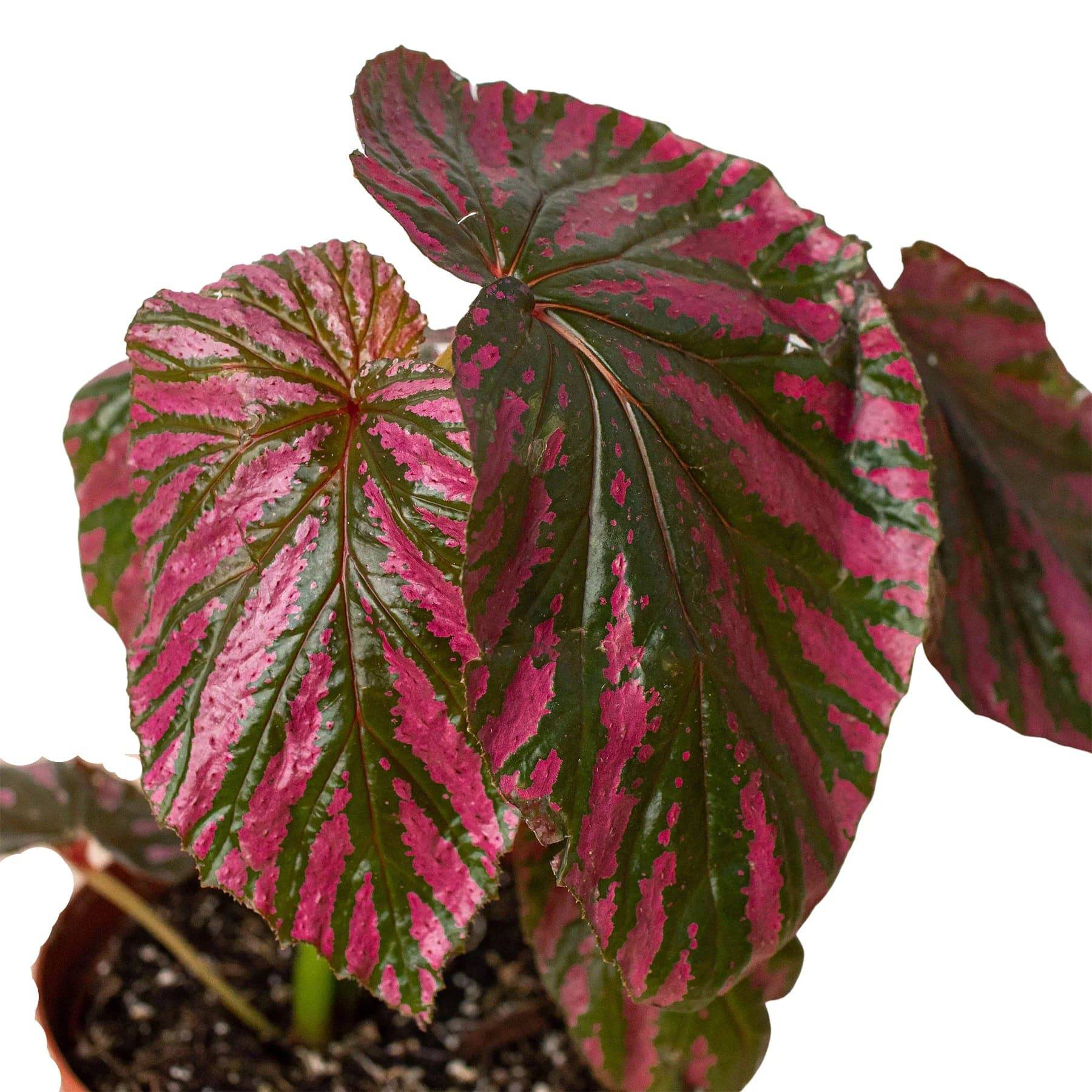 Begonia 'Exotica' - Plantonio