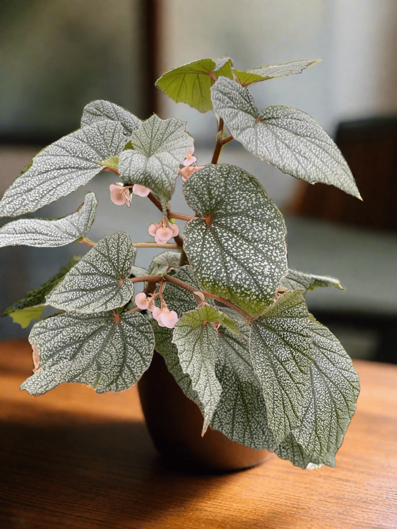 Begonia 'Frosty' - Plantonio