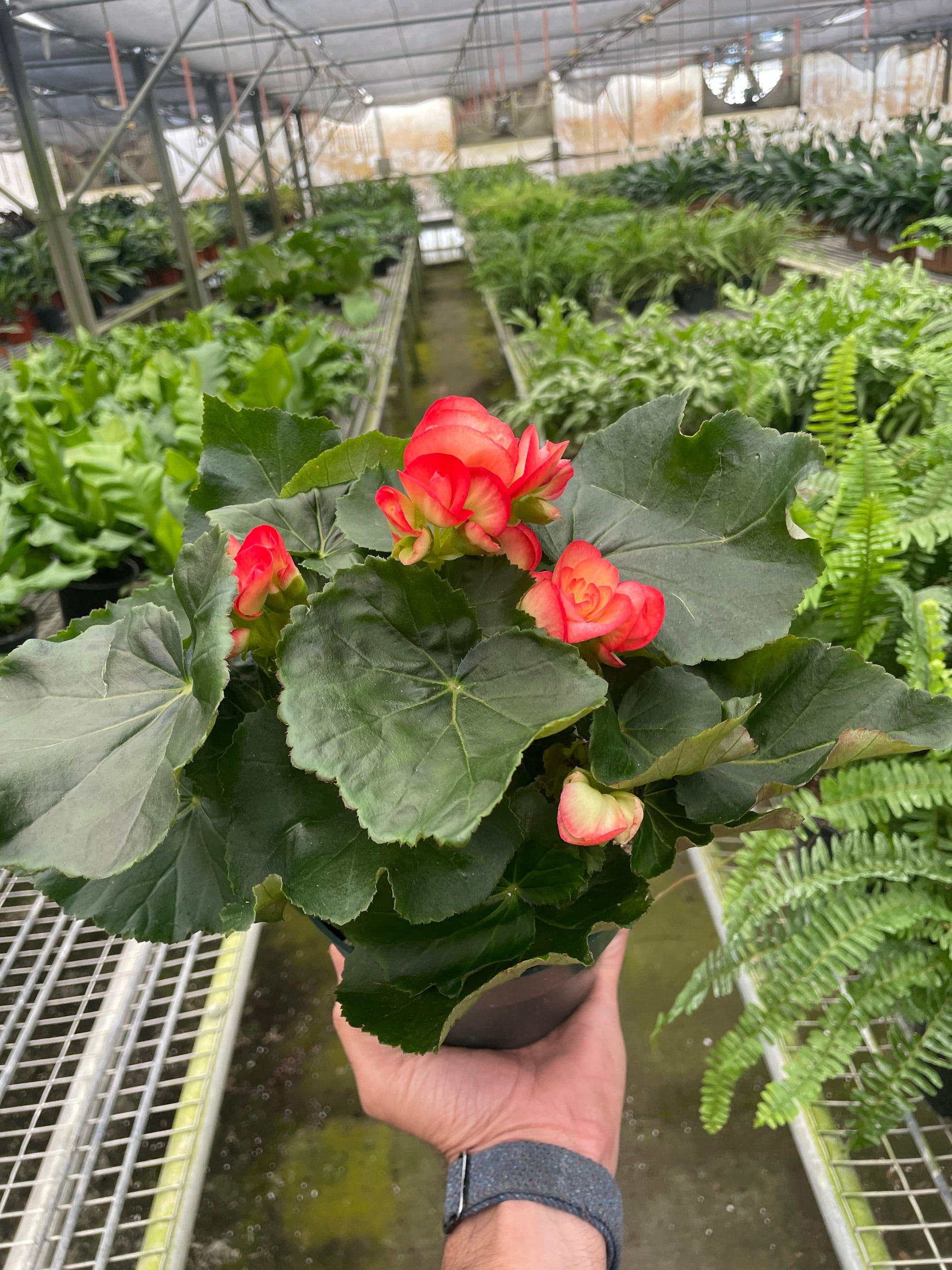 Begonia 'Reiger' - Plantonio