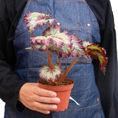Begonia 'Rex' - 4 Pack Variety - Plantonio