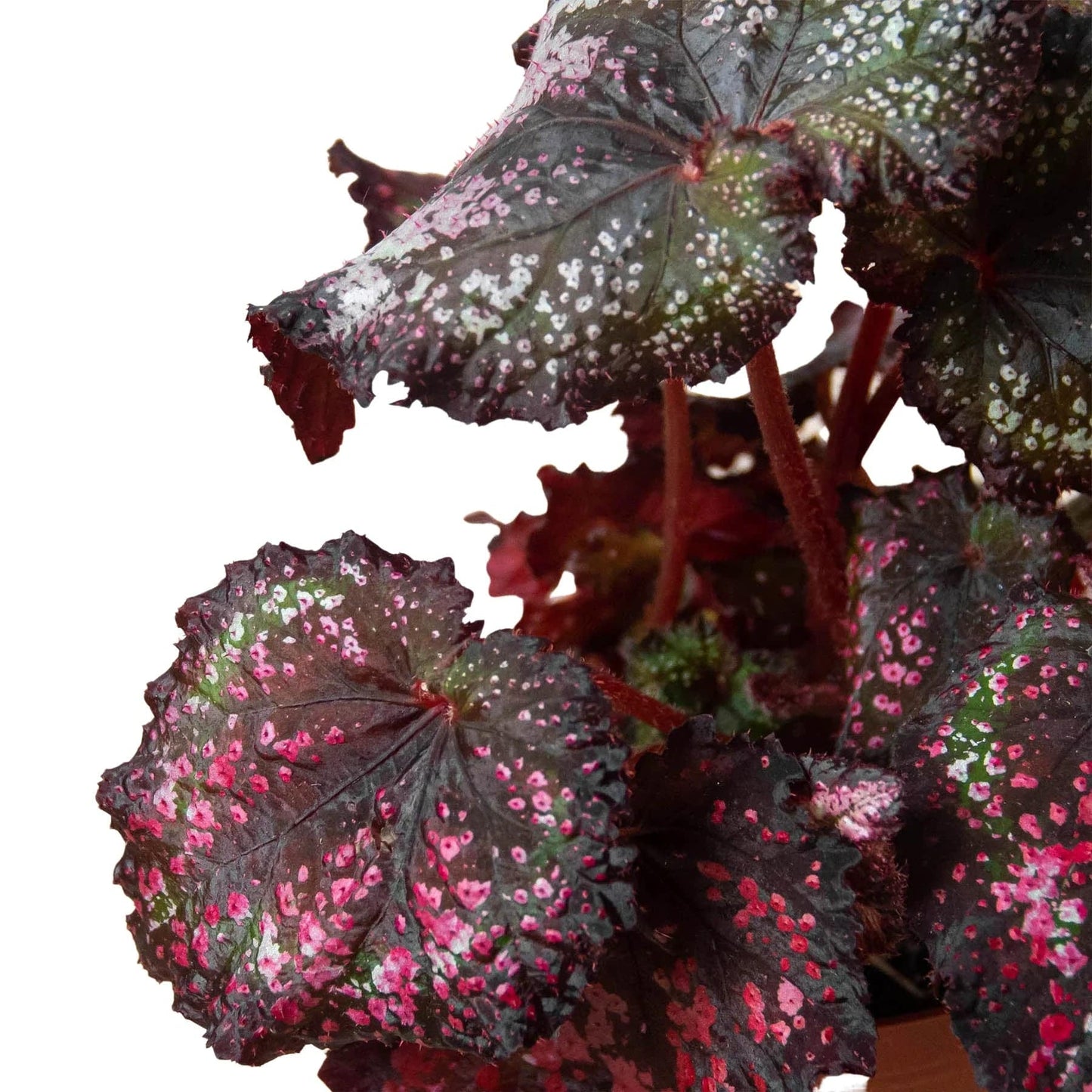 Begonia 'Rex' - 4 Pack Variety - Plantonio