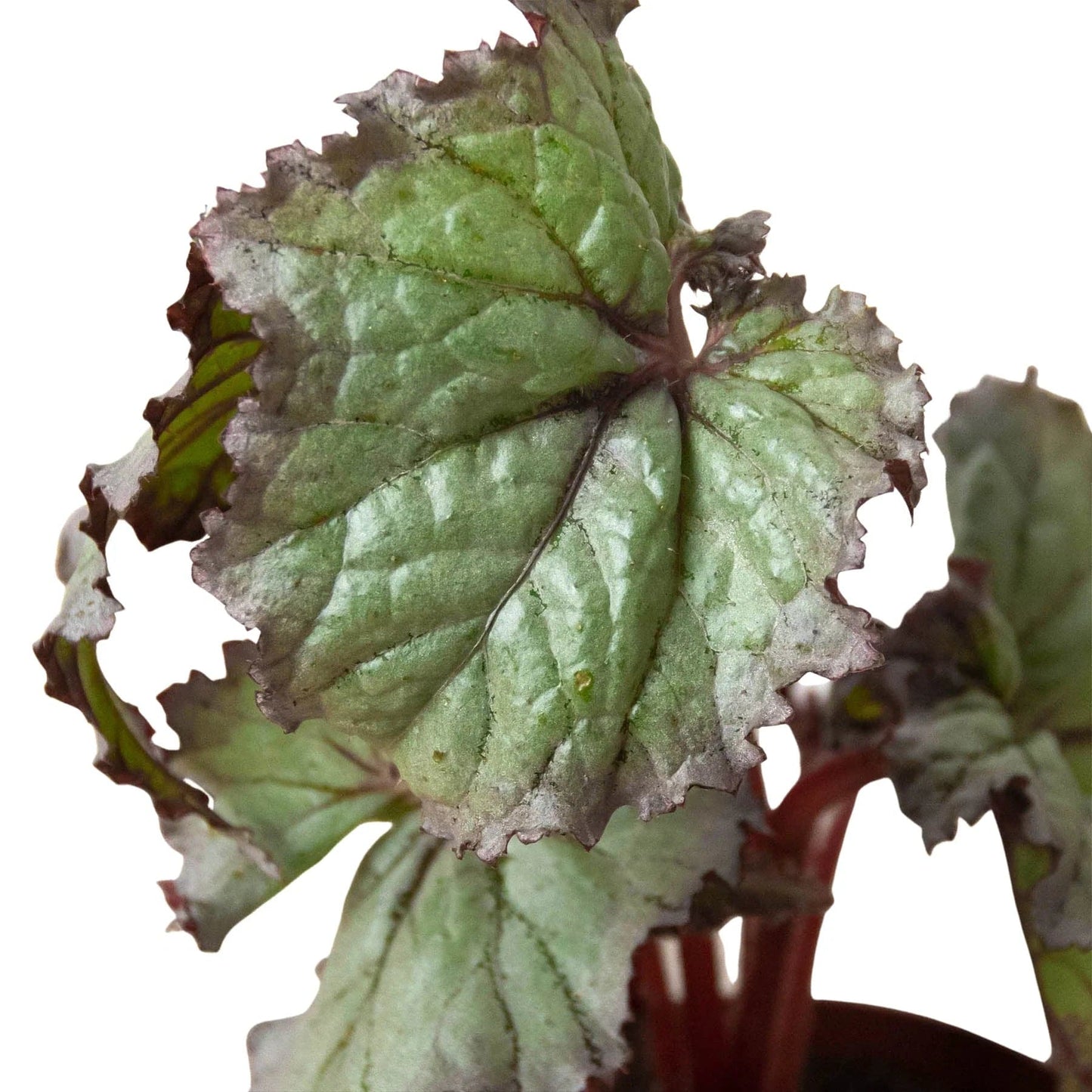 Begonia 'Rex' - 4 Pack Variety - Plantonio