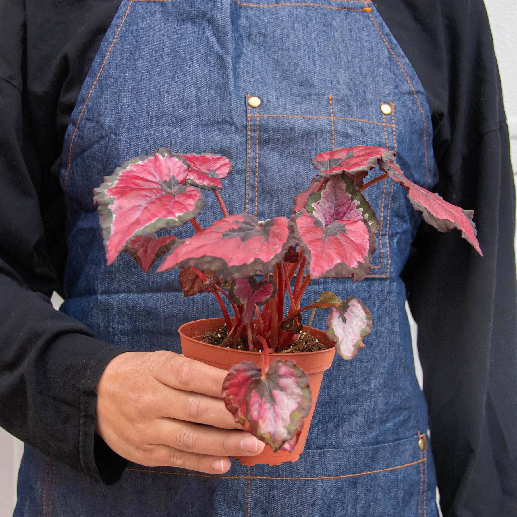 Begonia 'Rex' - 4 Pack Variety - Plantonio