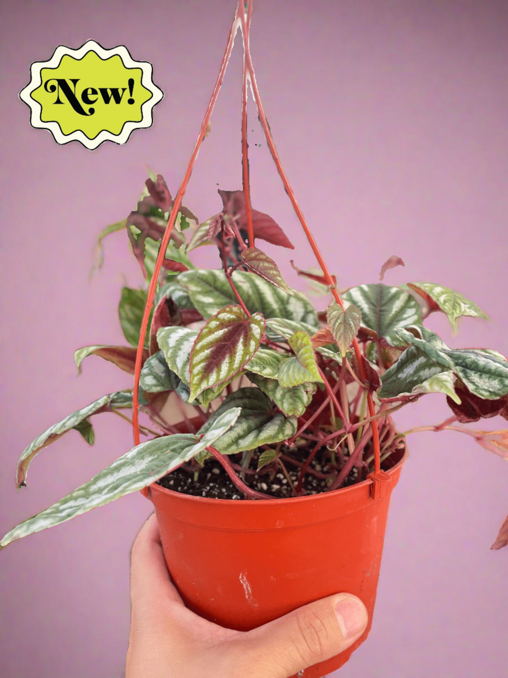 Begonia Rex Vine - 6" Pot - Plantonio