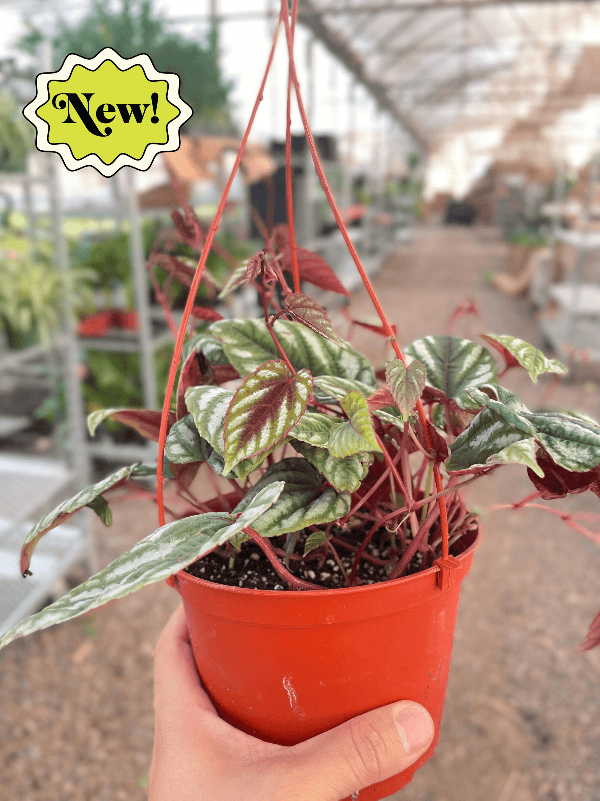 Begonia Rex Vine - 6" Pot - Plantonio