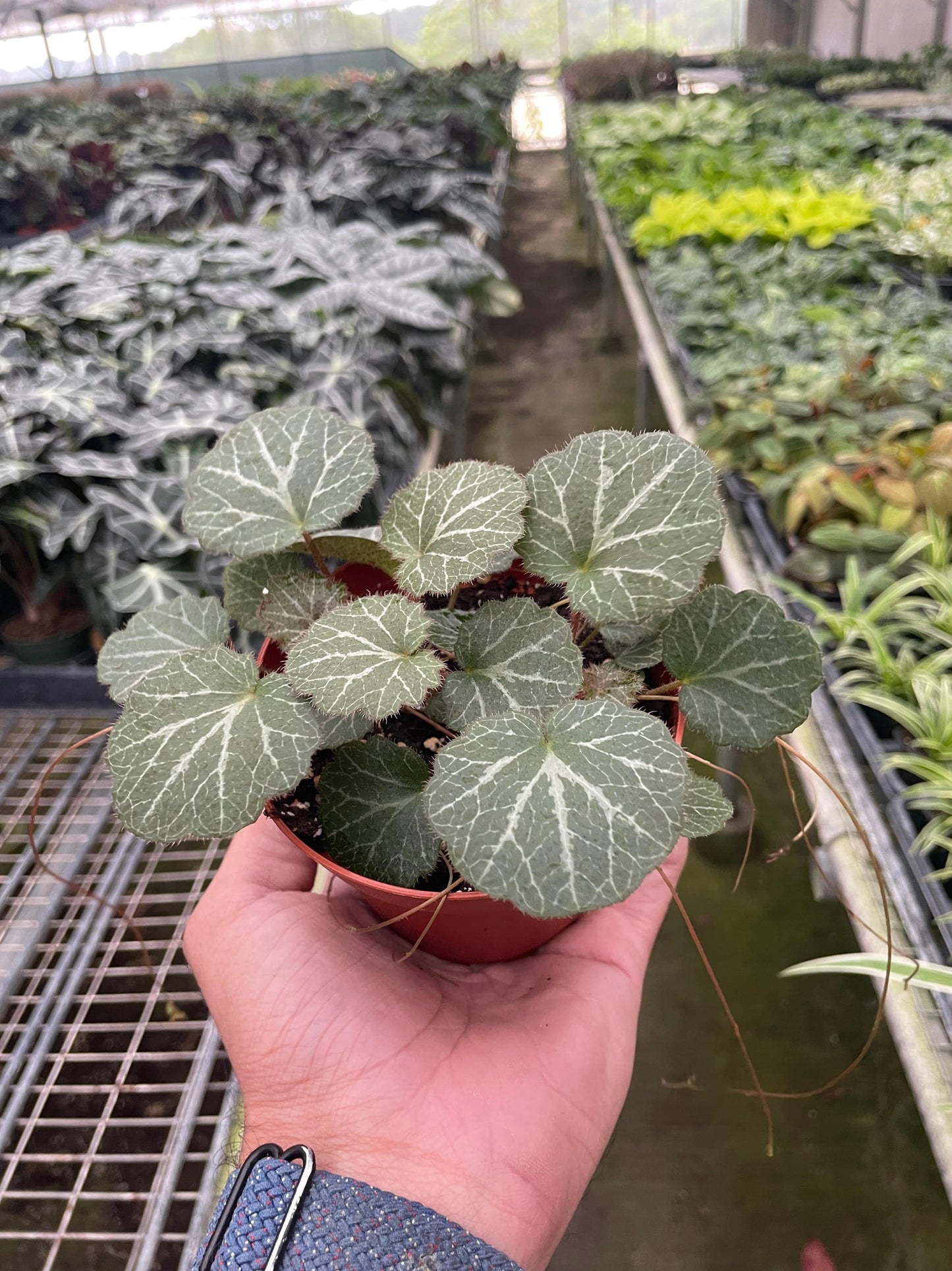 Begonia 'Strawberry' - Plantonio