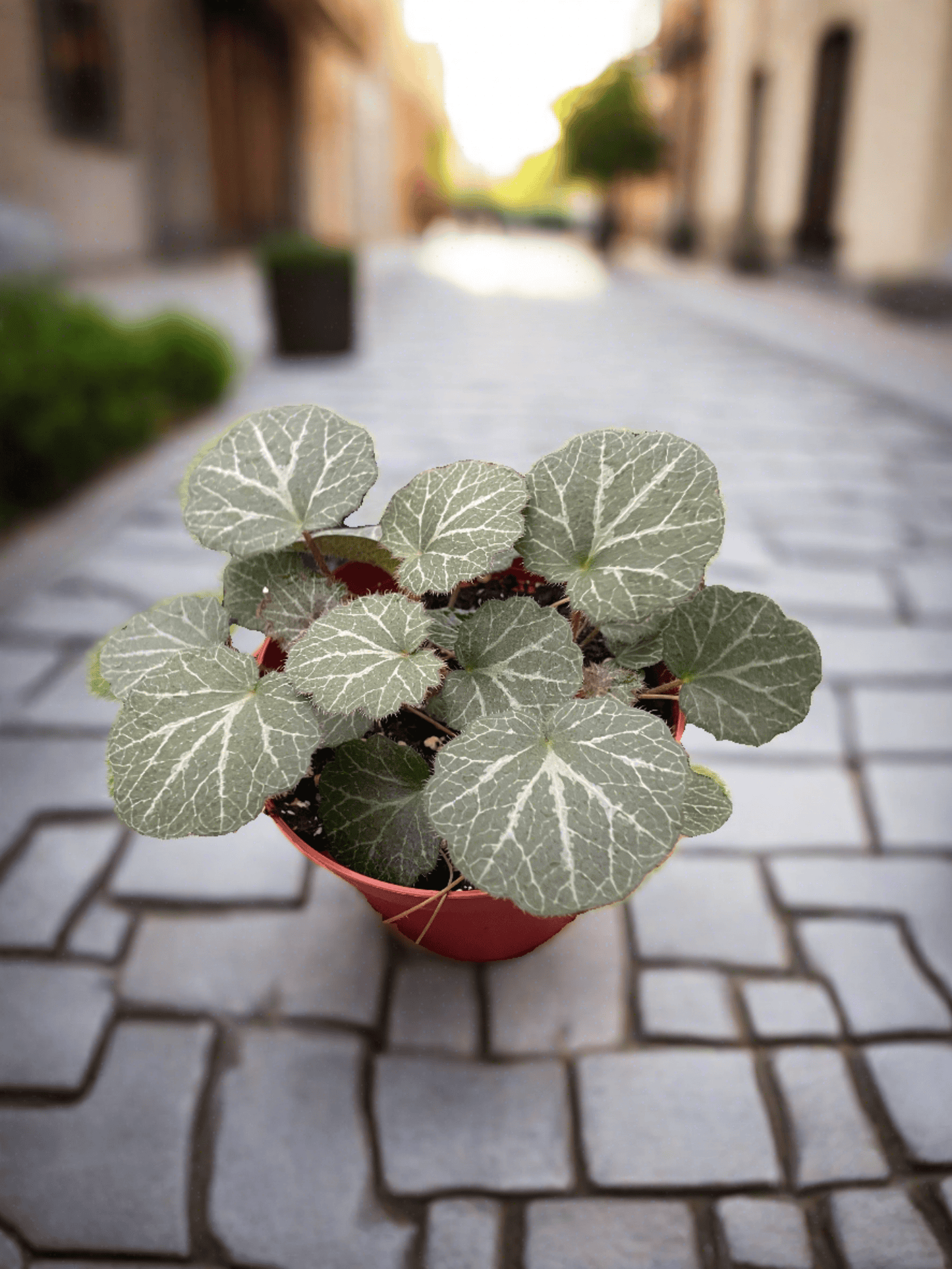 Begonia 'Strawberry' - Plantonio