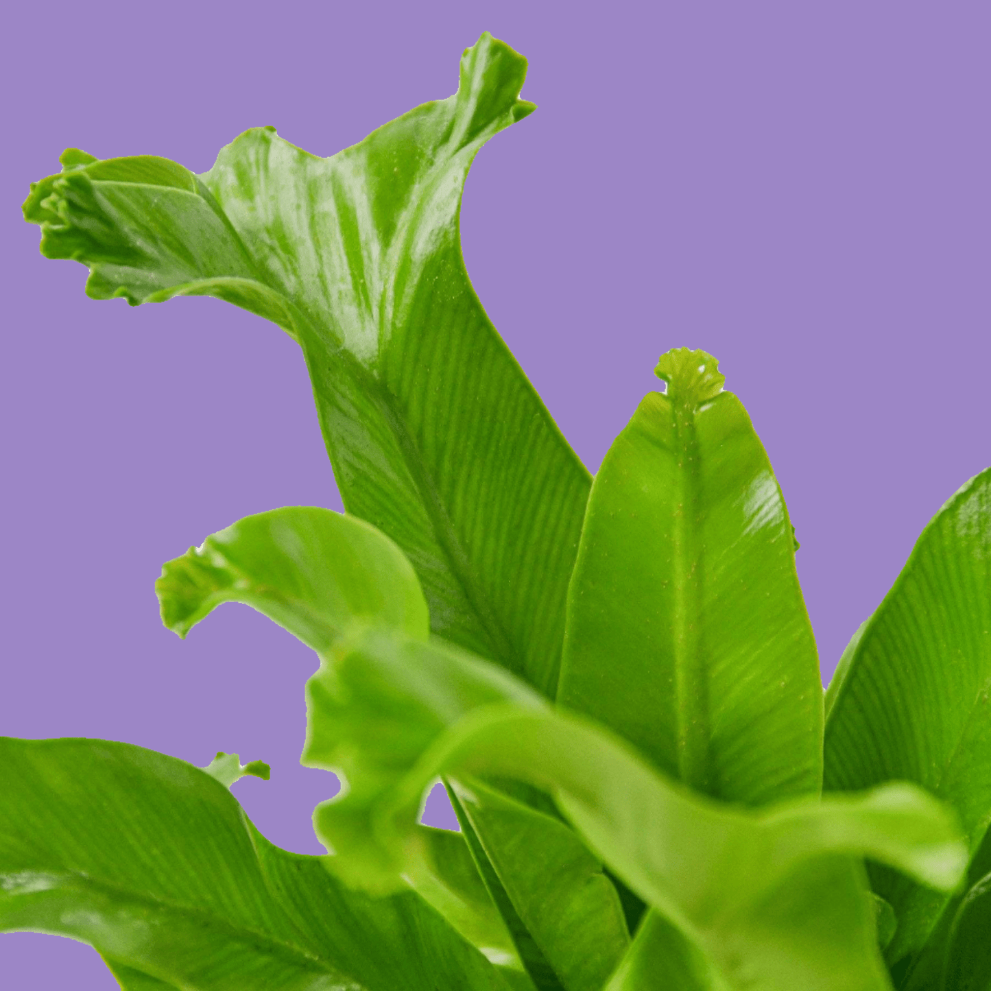 Bird’s Nest Leslie Fern - Plantonio