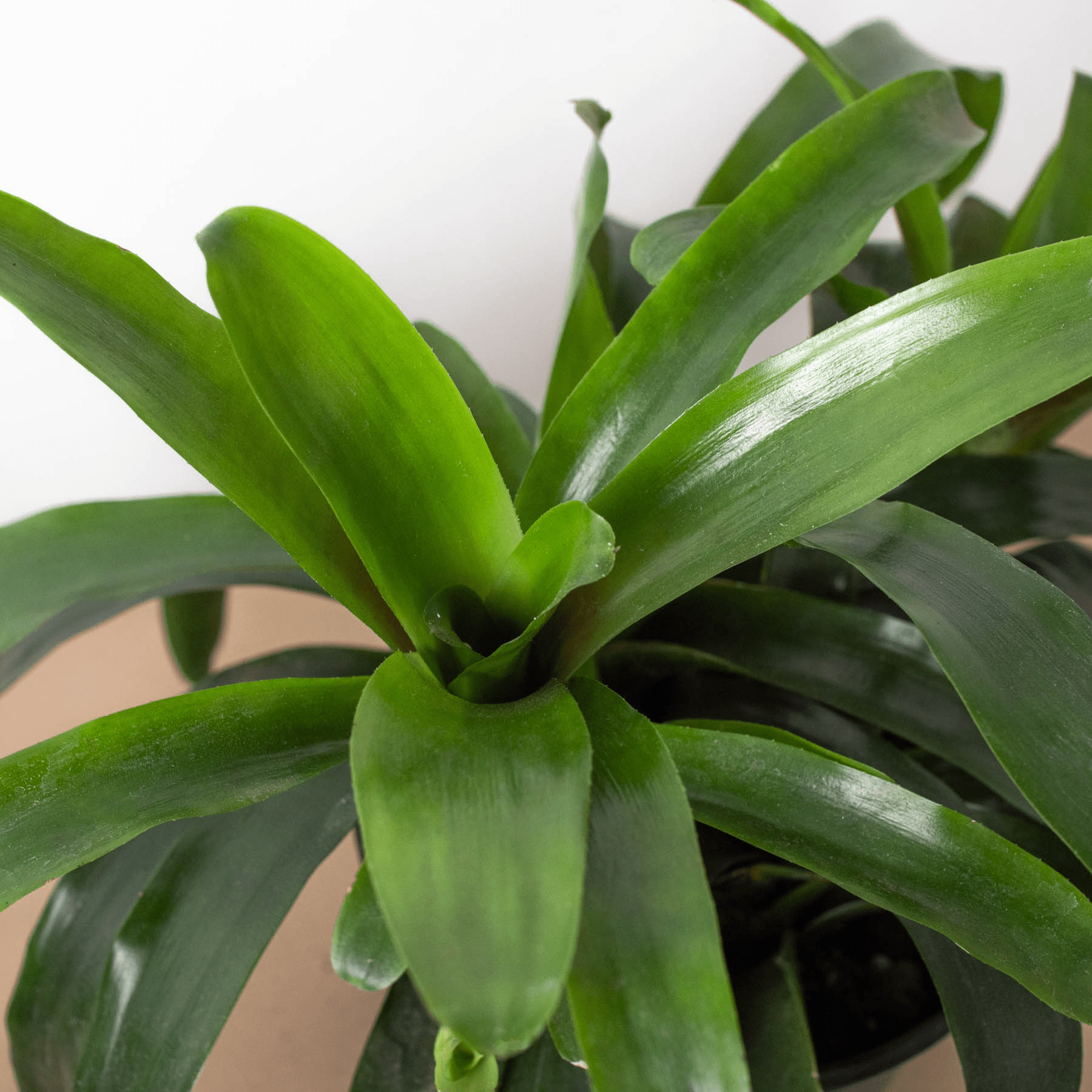 Bromeliad Bossanoa - 6" Pot - Plantonio