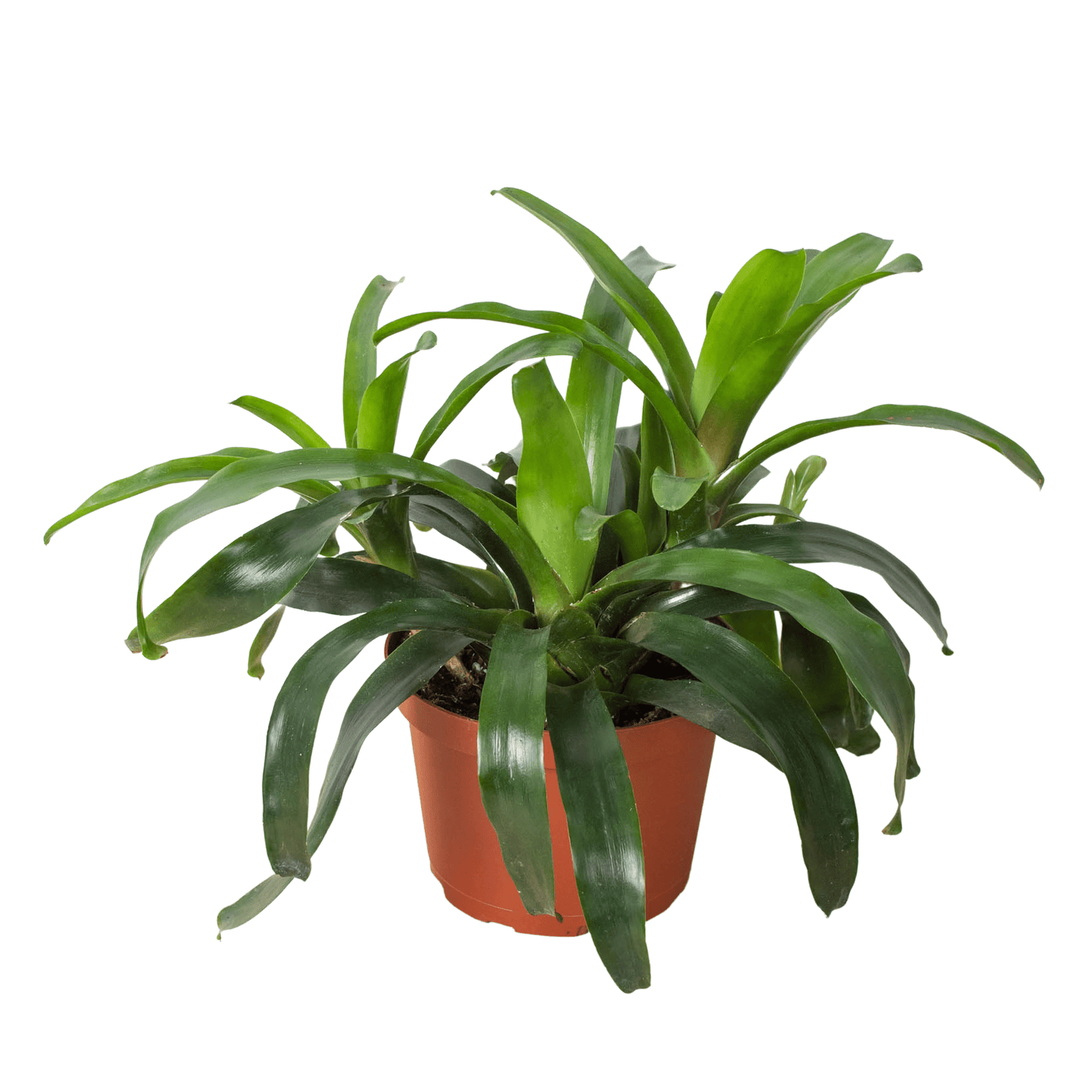 Bromeliad Bossanoa - 6" Pot - Plantonio