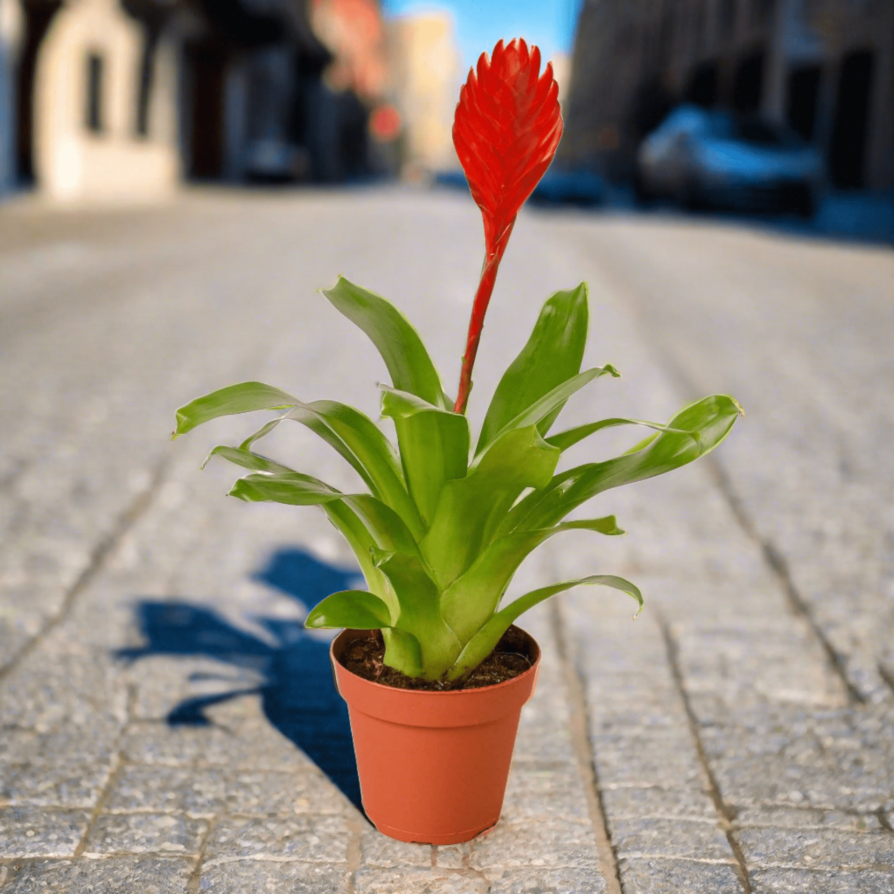 Bromeliad Christiane - Plantonio