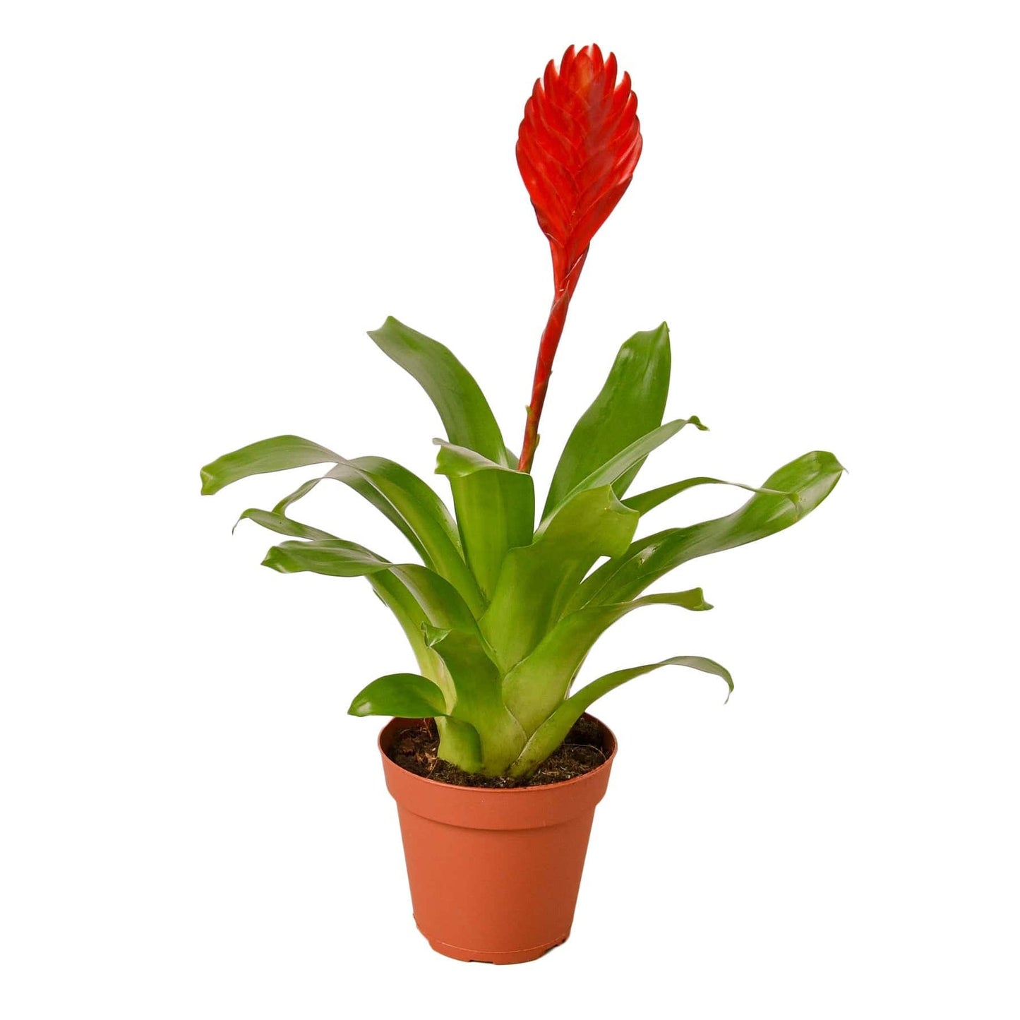 Bromeliad Christiane - Plantonio