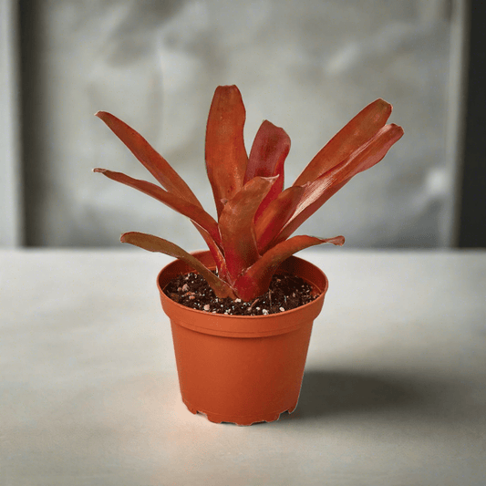 Bromeliad 'Fireball' - Plantonio