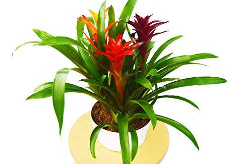 Bromeliad Guzmania 'Combo' - 8" Pot - Live House Plant - Plantonio