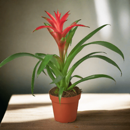 Bromeliad Guzmania 'Pink' - 4" Pot - Plantonio