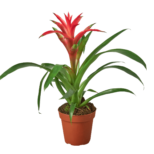 Bromeliad Guzmania 'Pink' - 4" Pot - Plantonio