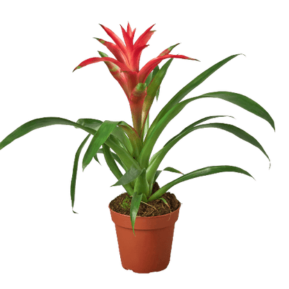 Bromeliad Guzmania 'Pink' - 4" Pot - Plantonio