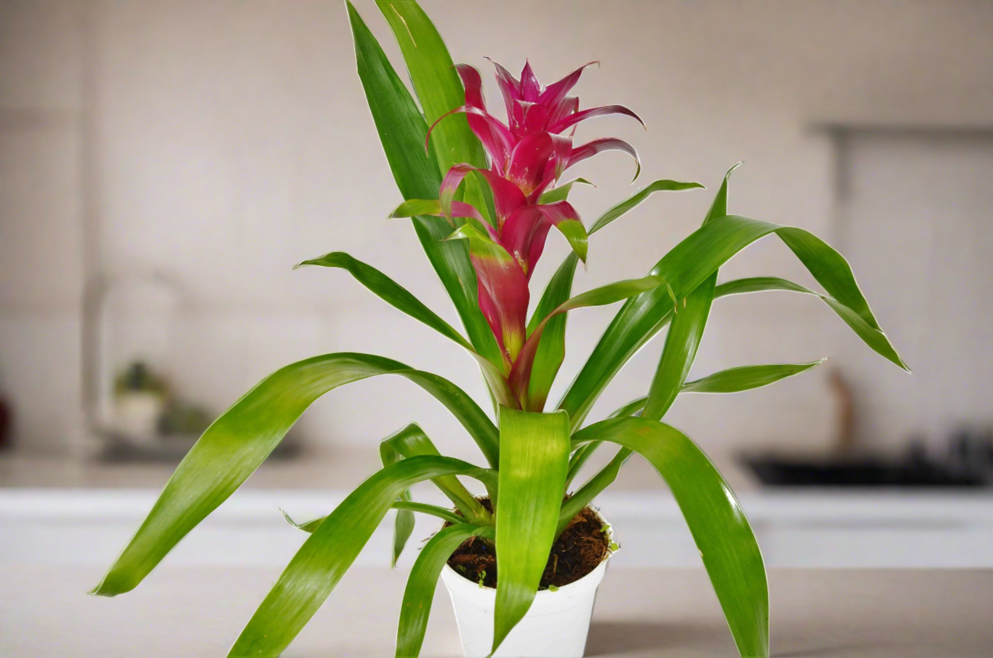 Bromeliad Guzmania 'Purple' - 4" Pot - Plantonio