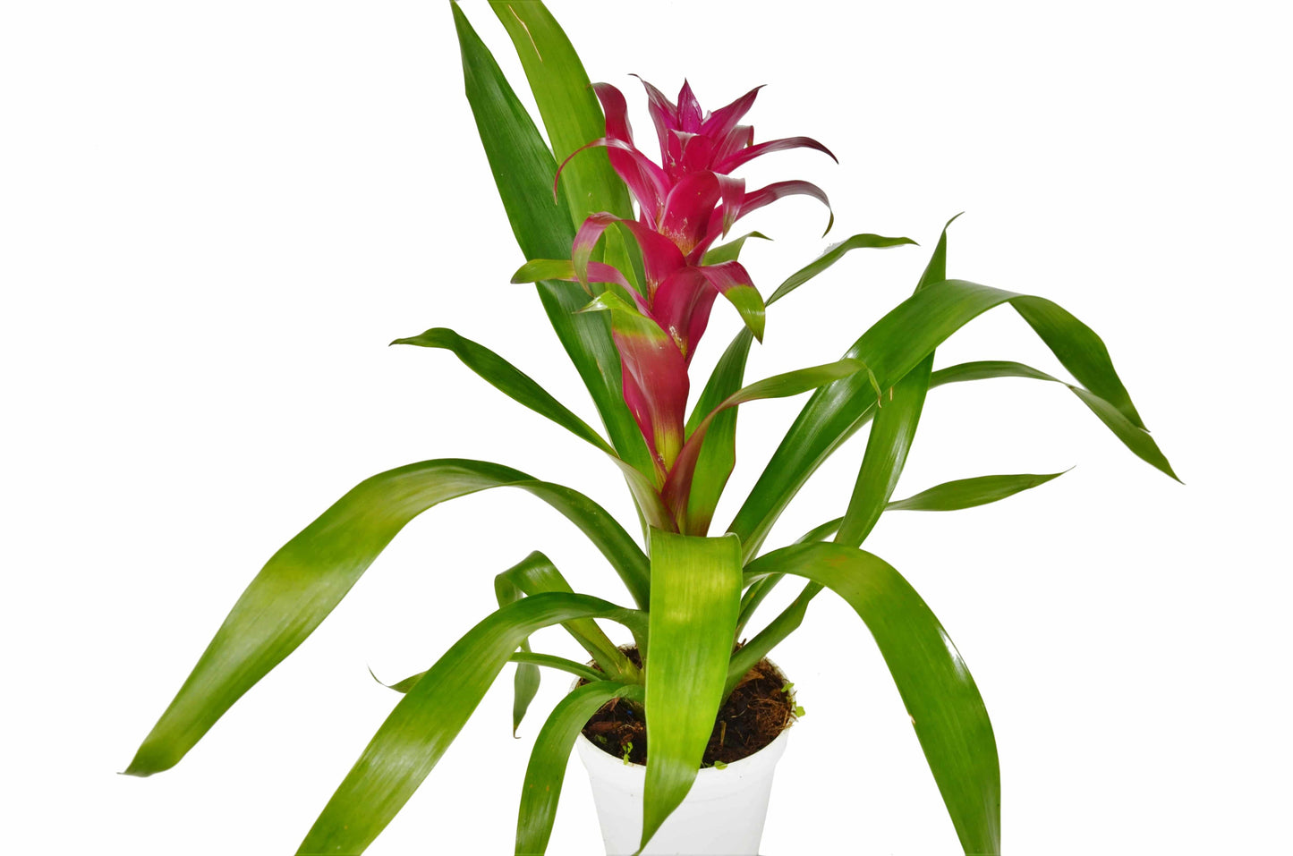 Bromeliad Guzmania 'Purple' - 4" Pot - Plantonio