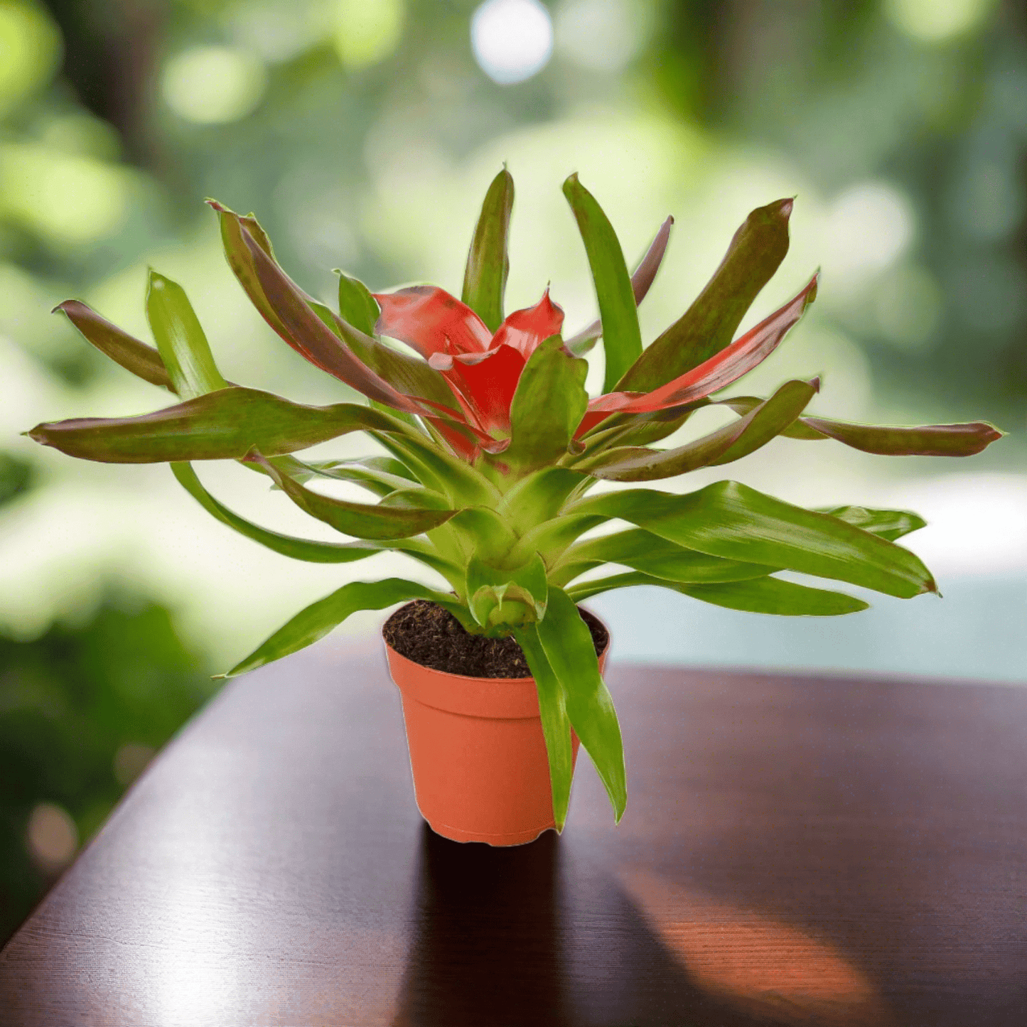 Bromeliad Medusa - Plantonio