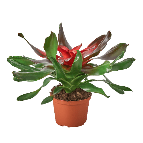 Bromeliad Medusa - Plantonio