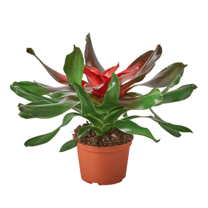 Bromeliad Medusa - Plantonio