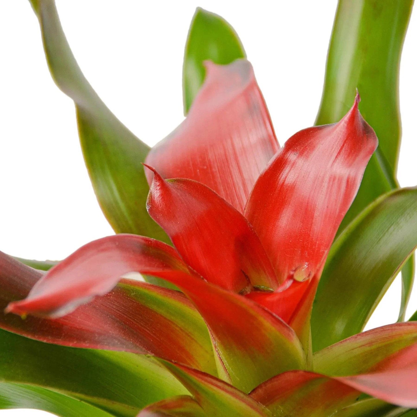 Bromeliad Medusa - Plantonio