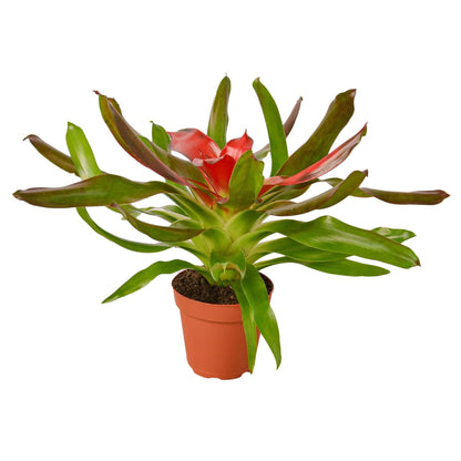 Bromeliad Medusa - Plantonio