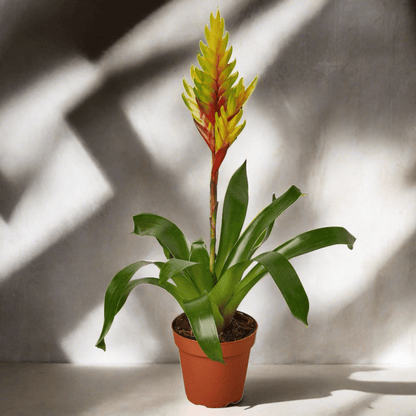 Bromeliad Vriesea 'Energy' - Plantonio