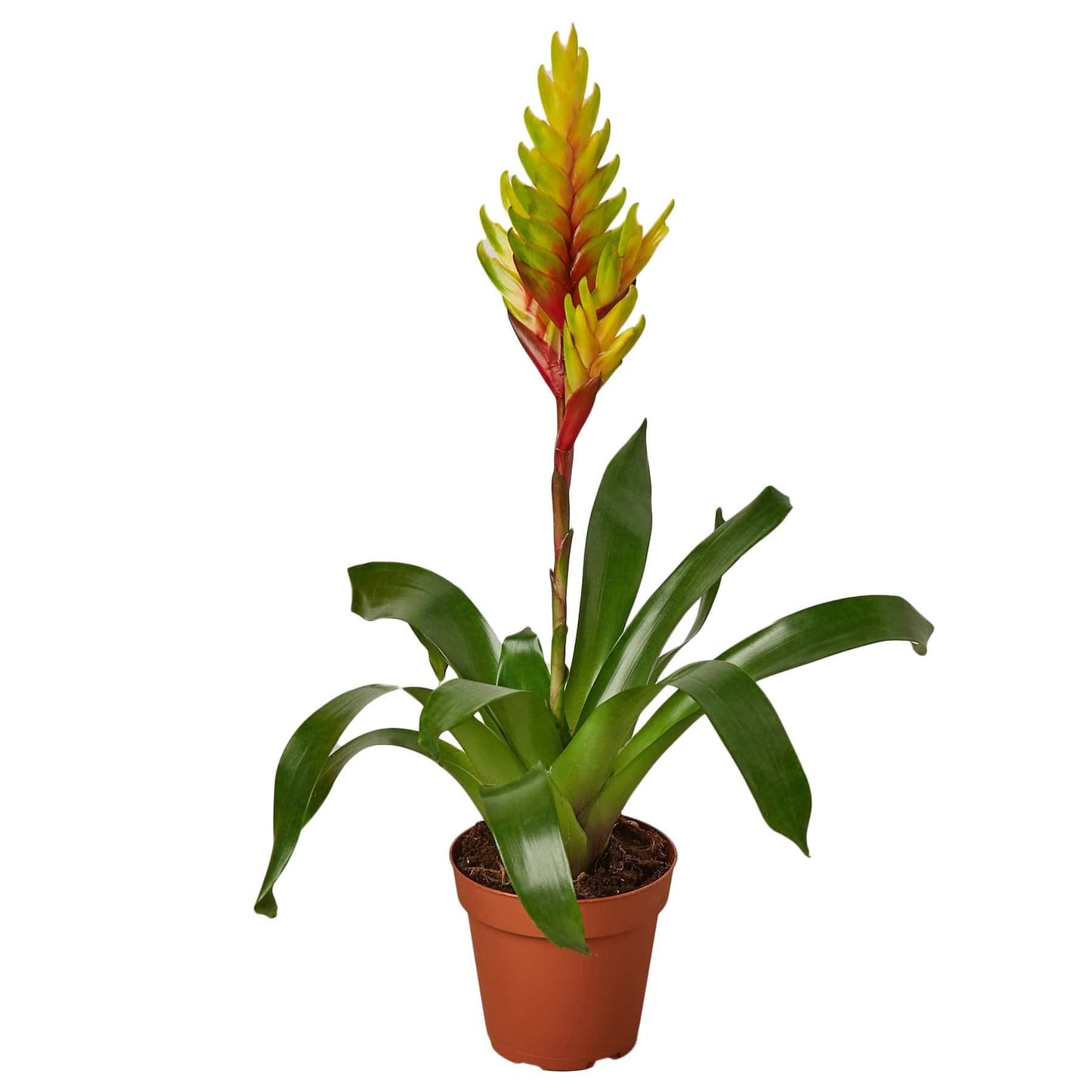 Bromeliad Vriesea 'Energy' - Plantonio